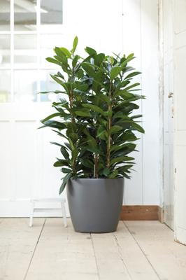 ELHO Brussels Wheels 40 ronde bloempot - Zwart - Ø 39 x H 37 cm - interieur - 100% gerecycled