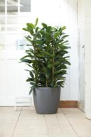 ELHO Brussels Wheels 40 ronde bloempot - Zwart - Ø 39 x H 37 cm - interieur - 100% gerecycled - thumbnail