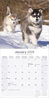 Alaskan Malamute Kalender 2026