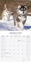 Alaskan Malamute Kalender 2026 - thumbnail