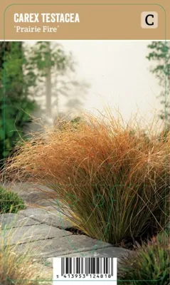 Carex testacea Prairie Fire P9