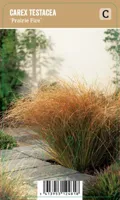 Carex testacea Prairie Fire P9 - thumbnail
