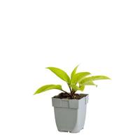 Hosta Purple Heart vaste plant Griffioen - Griffioen - thumbnail