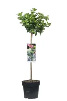 Escallonia Pink Elle - thumbnail