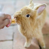 JR Farm knaagdier bananenchips 150 gram 01650 - Gebr de boon - thumbnail