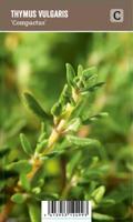 Vips Thymus vulgaris Compactus - Gewone tijm - thumbnail