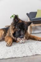 TRIXIE HONDENSPEELGOED BAL LUIPAARD PLUCHE RUBBER 13 CM 2 ST - thumbnail