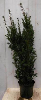 Taxus 100 cm Warentuin Natuurlijk - Warentuin natuurlijk