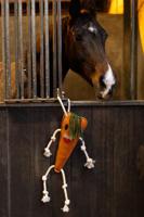 Excellent Horse Foodie Friends Carrot - thumbnail