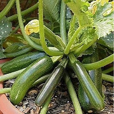 Courgette Patio Star F1