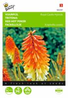 Zaden Kniphofia Vuurpijl Royal Castle Hybrids Buzzy - Buzzy - thumbnail