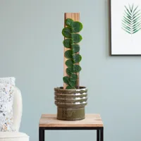 Rhaphidophora Celatocaulis - P14 - thumbnail