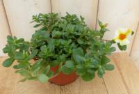 3 stuks! Portulaca eenjarig mix Warentuin Natuurlijk - Warentuin natuurlijk - thumbnail