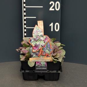 Zenegroen (ajuga reptans "Burgundy Glow") bodembedekker - 6-pack - 1 stuks