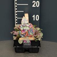 Zenegroen (ajuga reptans "Burgundy Glow") bodembedekker - 6-pack - 1 stuks - thumbnail
