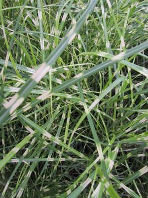 Prachtriet Prachtriet