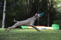 Waboba Pet Jetwag Frisbee 20 cm - thumbnail