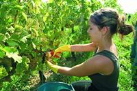 Felco 300 oogstschaar - thumbnail