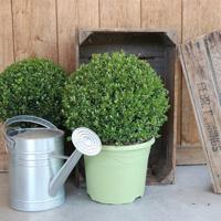 Dekbed Discounter Japanse Hulst 'Ilex Crenata' Met Plantenvoeding - thumbnail