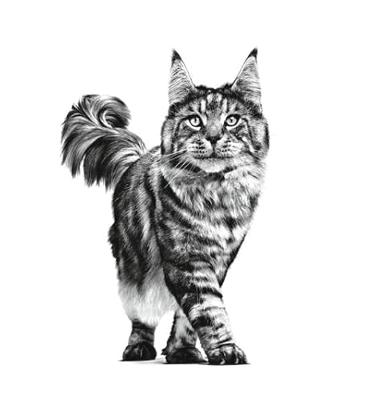 Royal Canin gastrointestinal kattenvoer 4kg zak - thumbnail