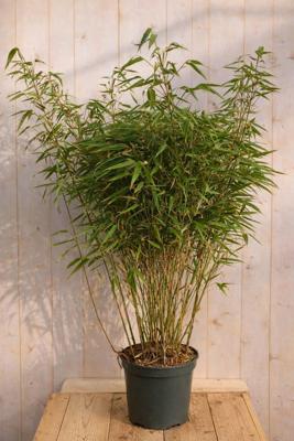 Bamboe Fargesia Scabrida Asian Wonder 110 cm Warentuin Natuurlijk - Warentuin natuurlijk