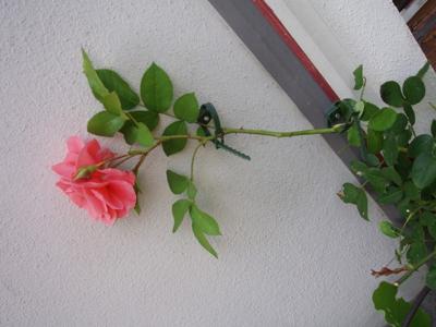 Klimplantgeleiders Klimplantgeleiders