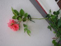 Klimplantgeleiders - thumbnail