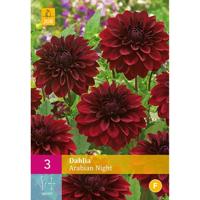 JUB x3 Dahlia Arabian Night - thumbnail