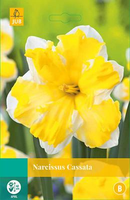 Narcis Cassata 5 bollen