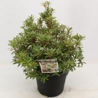Rotsheide (Pieris Japonica “Little Heath”) heester - 30-40 cm (C4.5) - 9 stuks - thumbnail