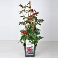 Klimroos (rosa "Florentina"®) - C5 - 1 stuks - thumbnail