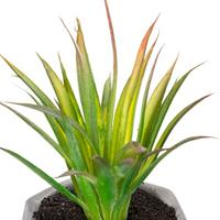 Decoratieve plant Atmosphera 7 x 14 cm Groen PVC - thumbnail