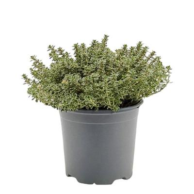 Tijm Silver Queen Thymus citriodorus kruidenplant Warentuin Natuurlijk - Warentuin natuurlijk