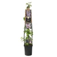 Roze bosrank (Clematis montana "Rubens") klimplant 120 cm - thumbnail