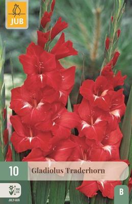 Bloembollen Gladiolus Traderhorn 10st