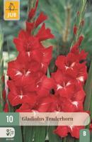 Bloembollen Gladiolus Traderhorn 10st - thumbnail
