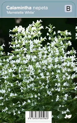 VIps Calamintha nepeta Marvelette White - Bergsteentijm VIps Calamintha nepeta Marvelette White - Bergsteentijm