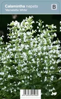 VIps Calamintha nepeta Marvelette White - Bergsteentijm - thumbnail