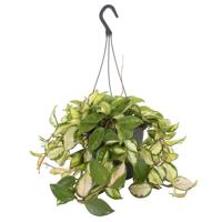 Hoya Carnosa Tricolor - P 19 cm - thumbnail