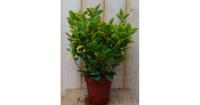 Kardinaalsmuts Euonymus geelbont 30 cm Warentuin Natuurlijk - Warentuin natuurlijk - thumbnail