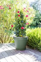 EDA PLASTIQUE - Toscane ronde bloempot - Ø 60 x H47 cm - 76 L - Lauriergroen - thumbnail