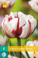 Tulp Carnaval de Nice 5 bollen - thumbnail