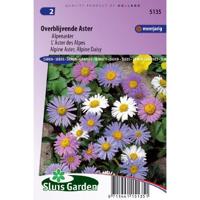 Aster Alpinus zaden Alpenaster Mix - thumbnail