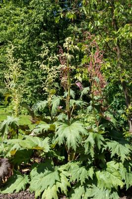 Russische sier rabarber Russische sier rabarber