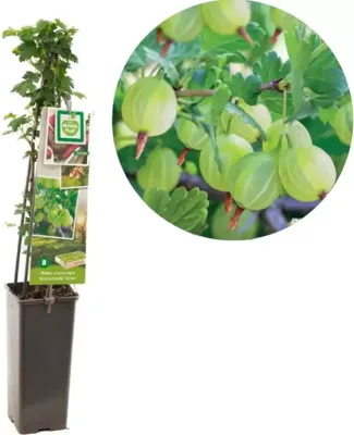Groene kruisbes (ribes uva crispa "Hinnonmäki Grön") fruitplanten - In 2 liter pot - 1 stuks