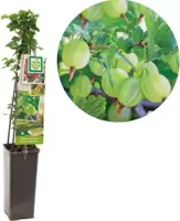 Groene kruisbes (ribes uva crispa "Hinnonmäki Grön") fruitplanten - In 2 liter pot - 1 stuks - thumbnail