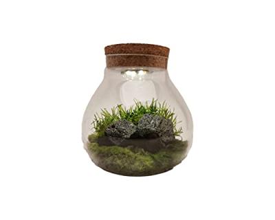 Terrarium vaas met LED - 15 cm diameter