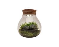 Terrarium vaas met LED - 15 cm diameter - thumbnail