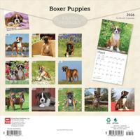 Boxer Puppies Kalender 2026 - thumbnail