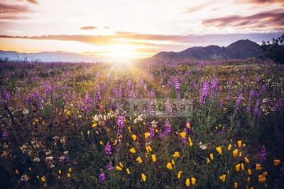 Schilderij - Bloemenveld in de vallei , Multikleur , 3 maten , Wanddecoratie